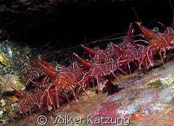 An "army" of Hingebeak shrimps by Volker Katzung 